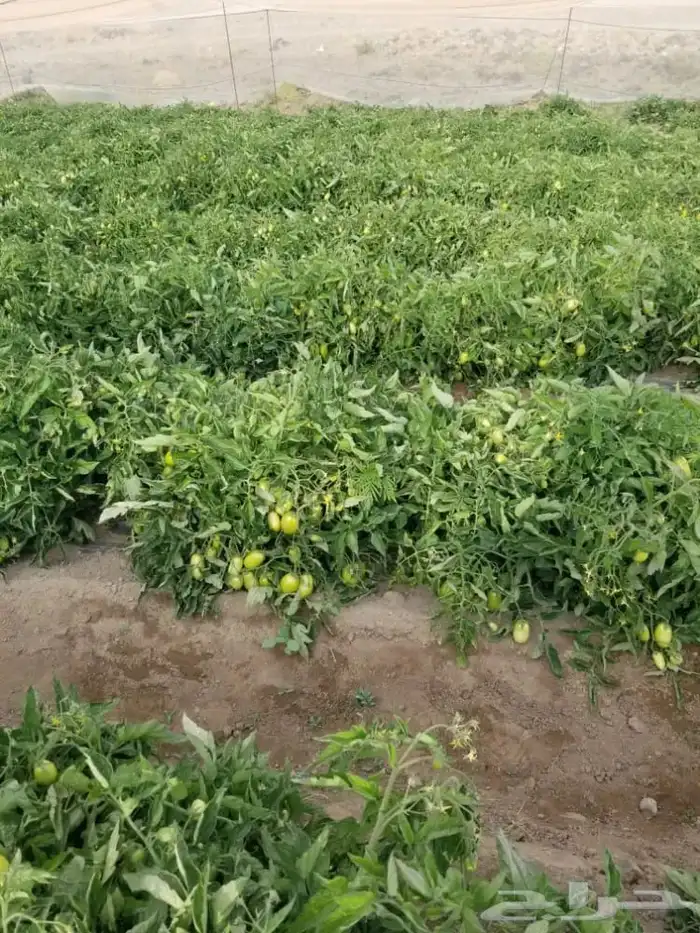 مزارع 0