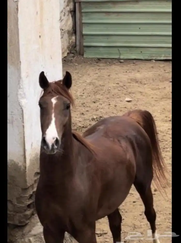 للبيع خيل شعبي 1