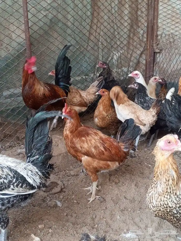 للبيع دجاج بلدي بشاير 1