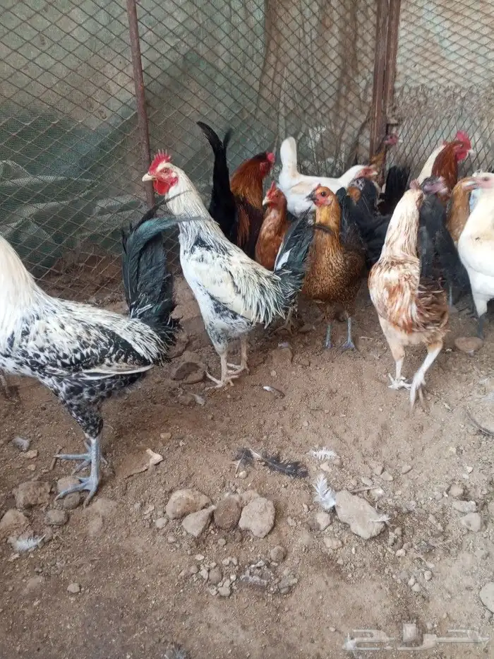 للبيع دجاج بلدي بشاير 3