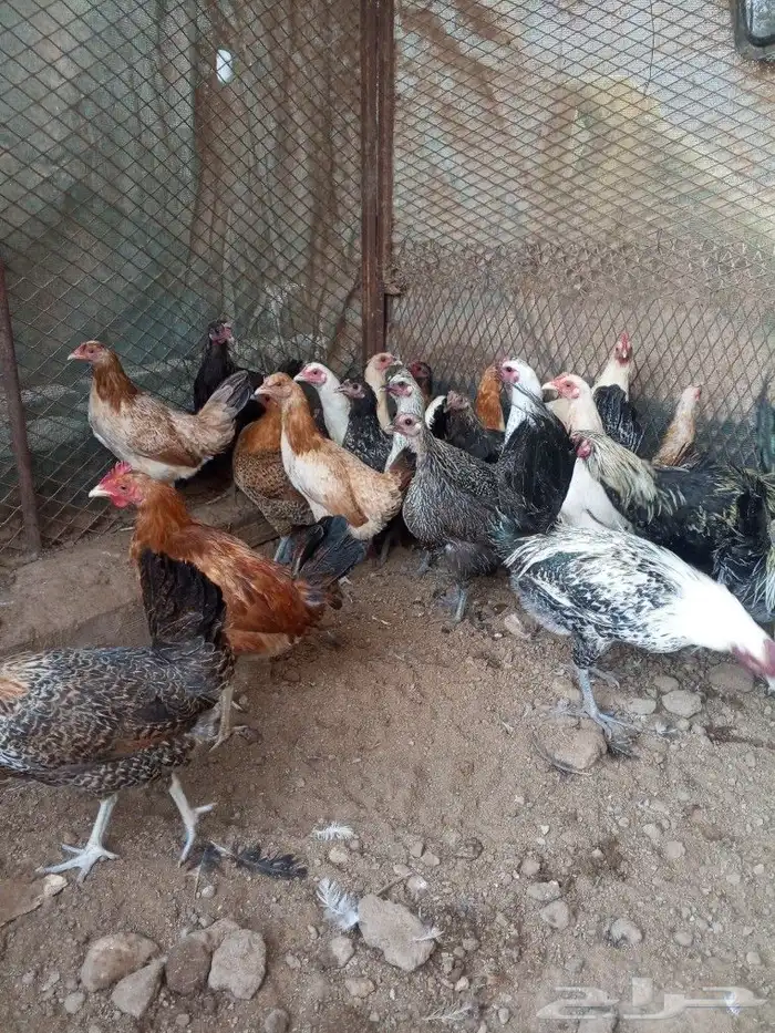 للبيع دجاج بلدي بشاير 4