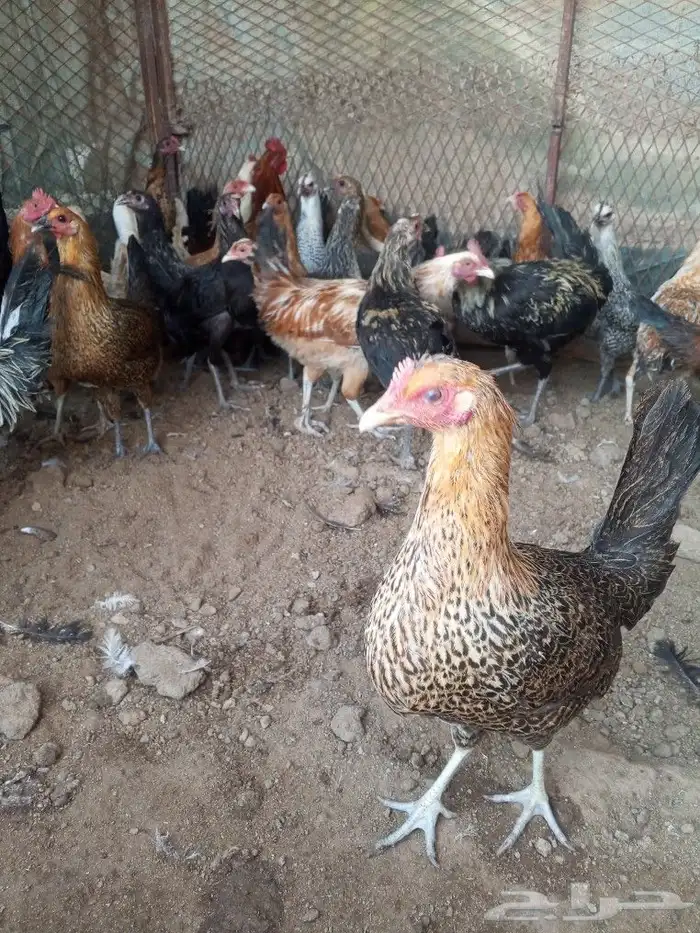 للبيع دجاج بلدي بشاير 2