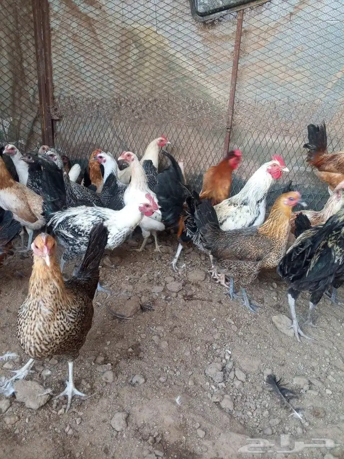 للبيع دجاج بلدي بشاير 0