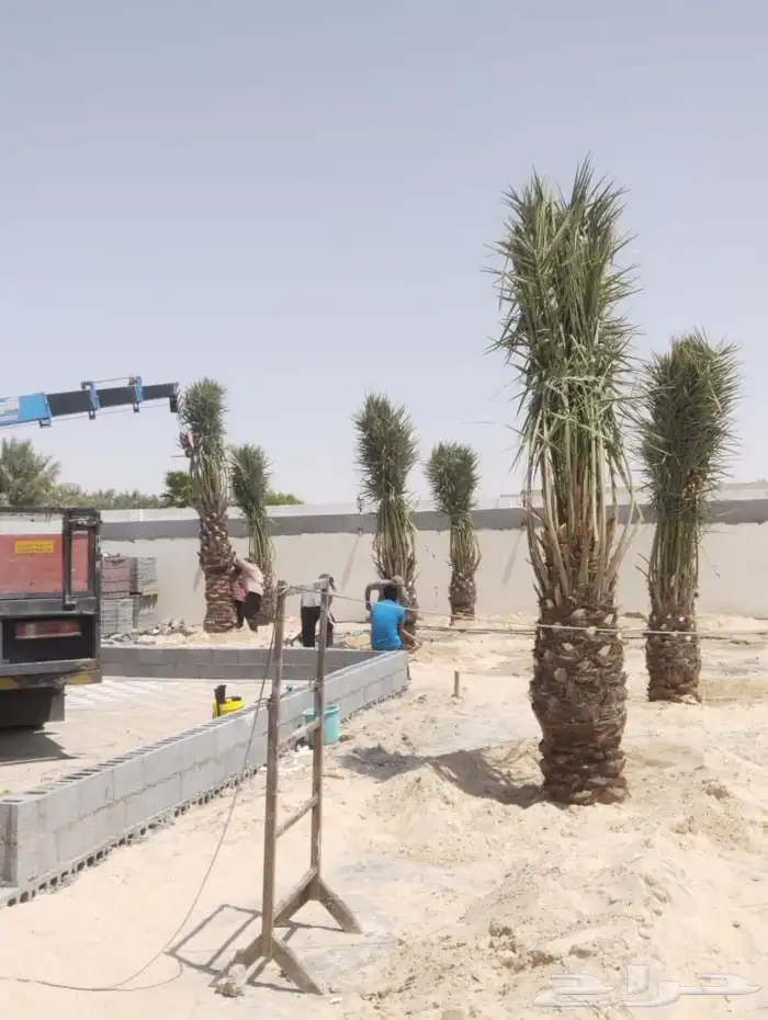 زراعه نخيل 9