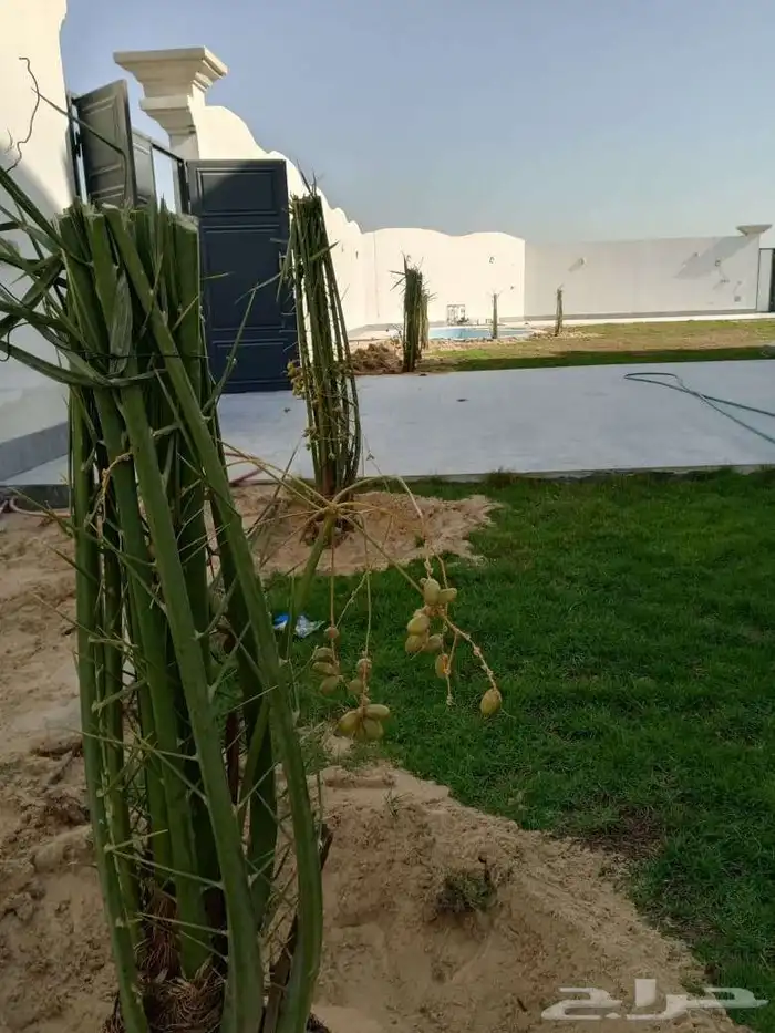 توريد نخيل بجميع انواعه 3