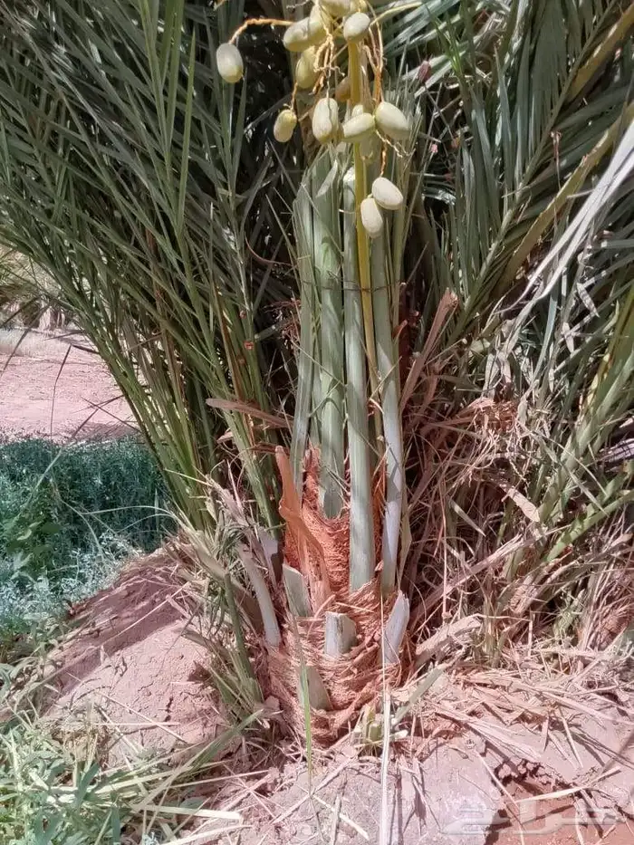 نخل للبيع 5