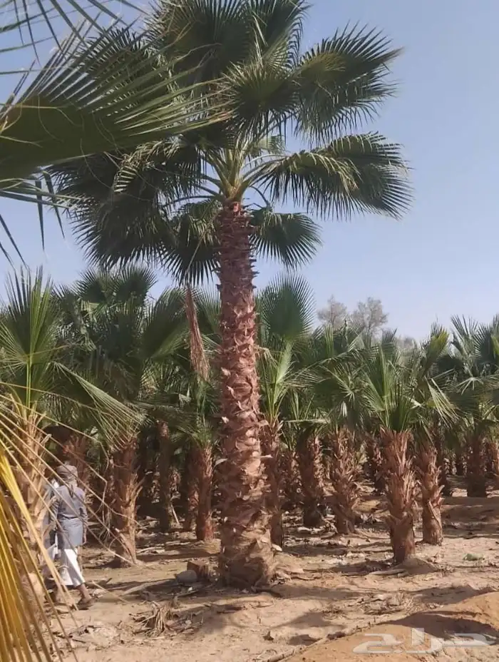 نخل واشنطني زينه واشنطن 1