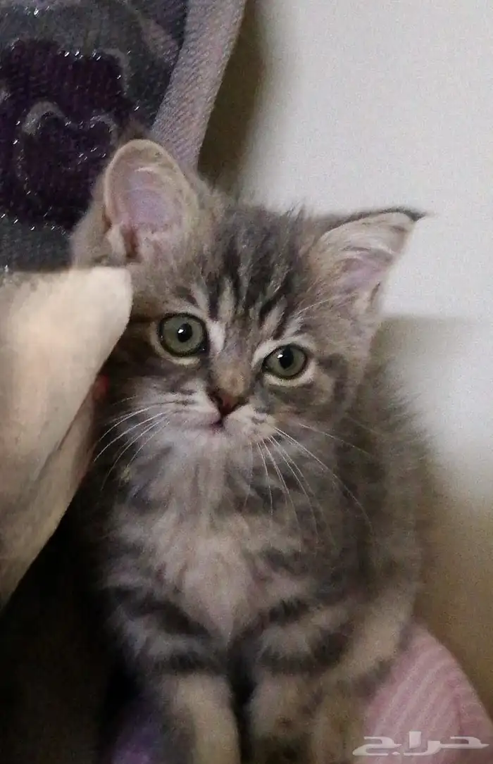 قطه سكوتش ستريت 0