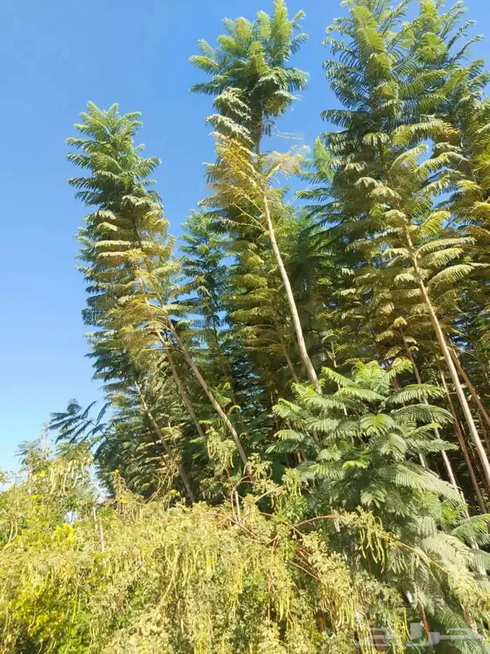 يوجد لدينا جميع انواع النخيل ولاشجار 9
