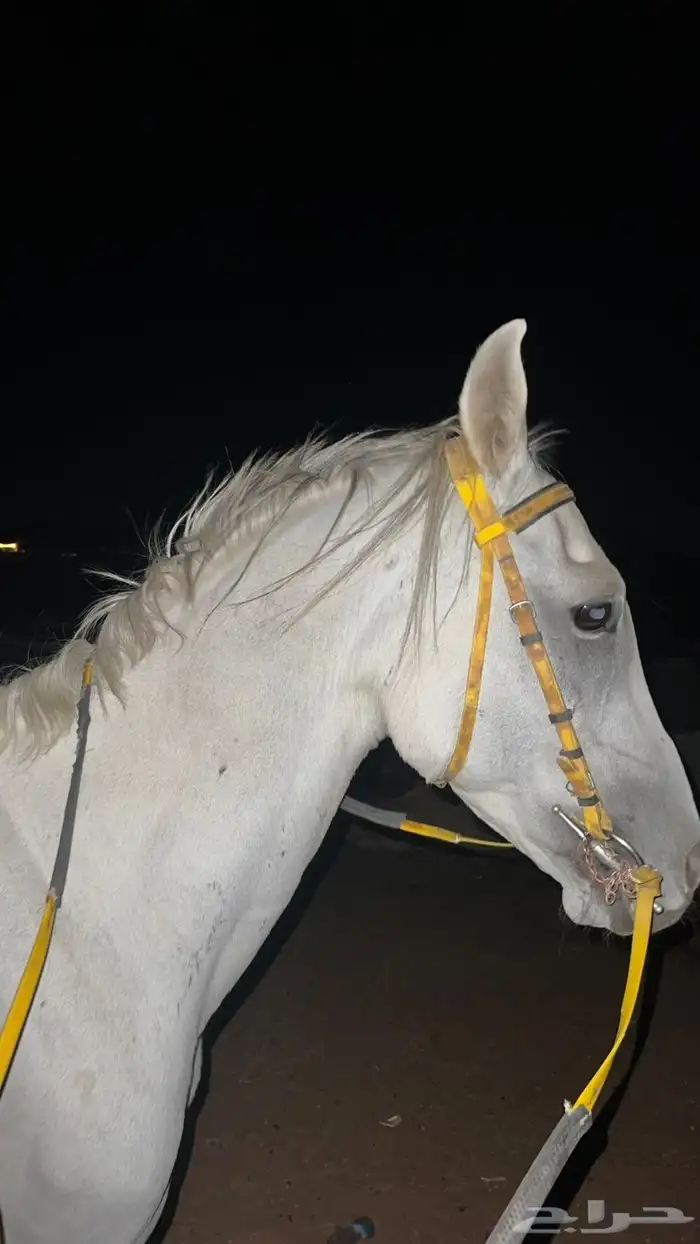 خيل عربي ورق 1