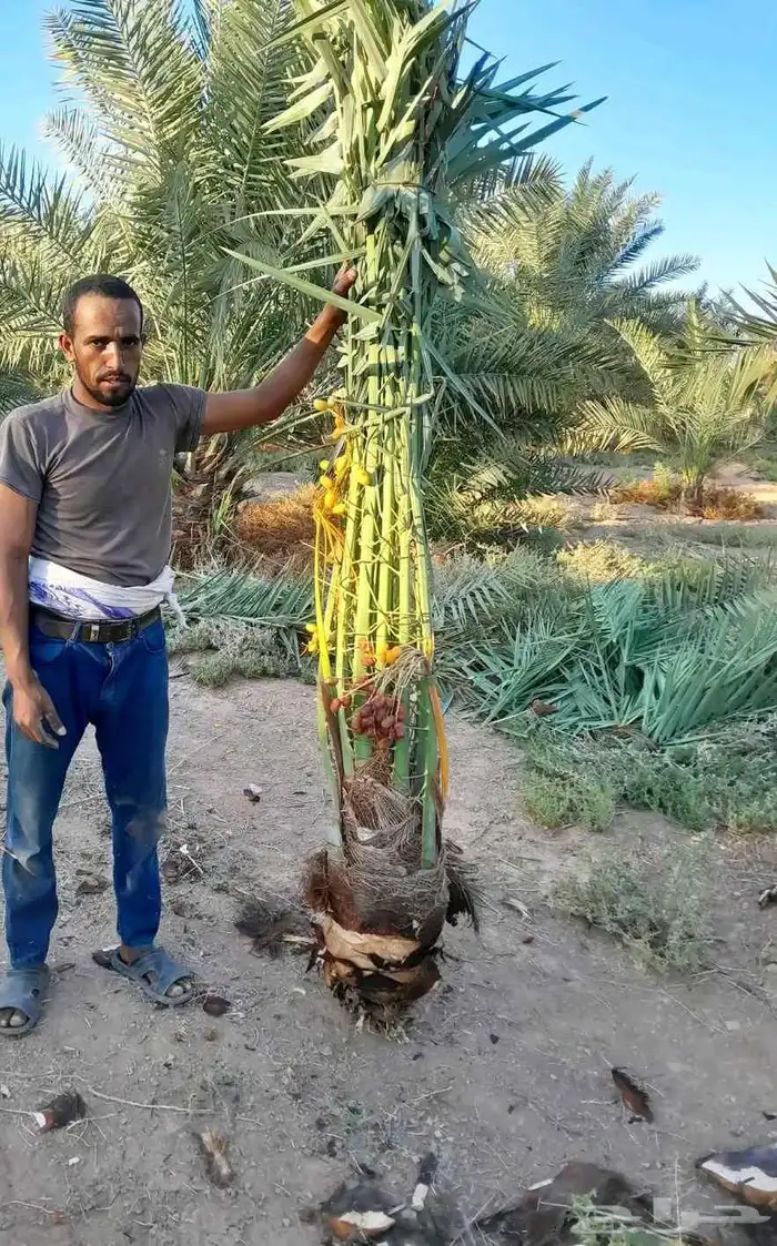 مشاءالله تبارك الله نخل وصل اليوم 1