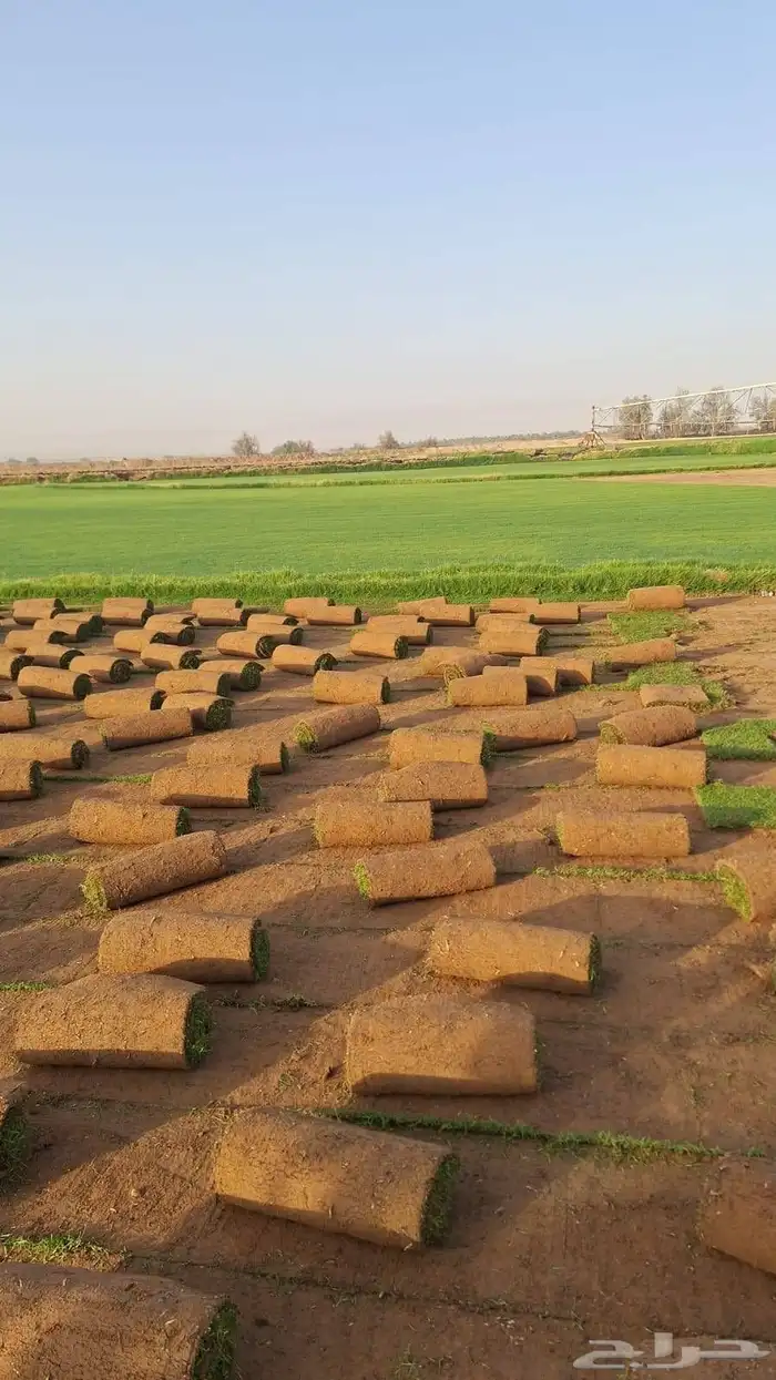 زيتون وشنطوني سرو شجر زيتون 6