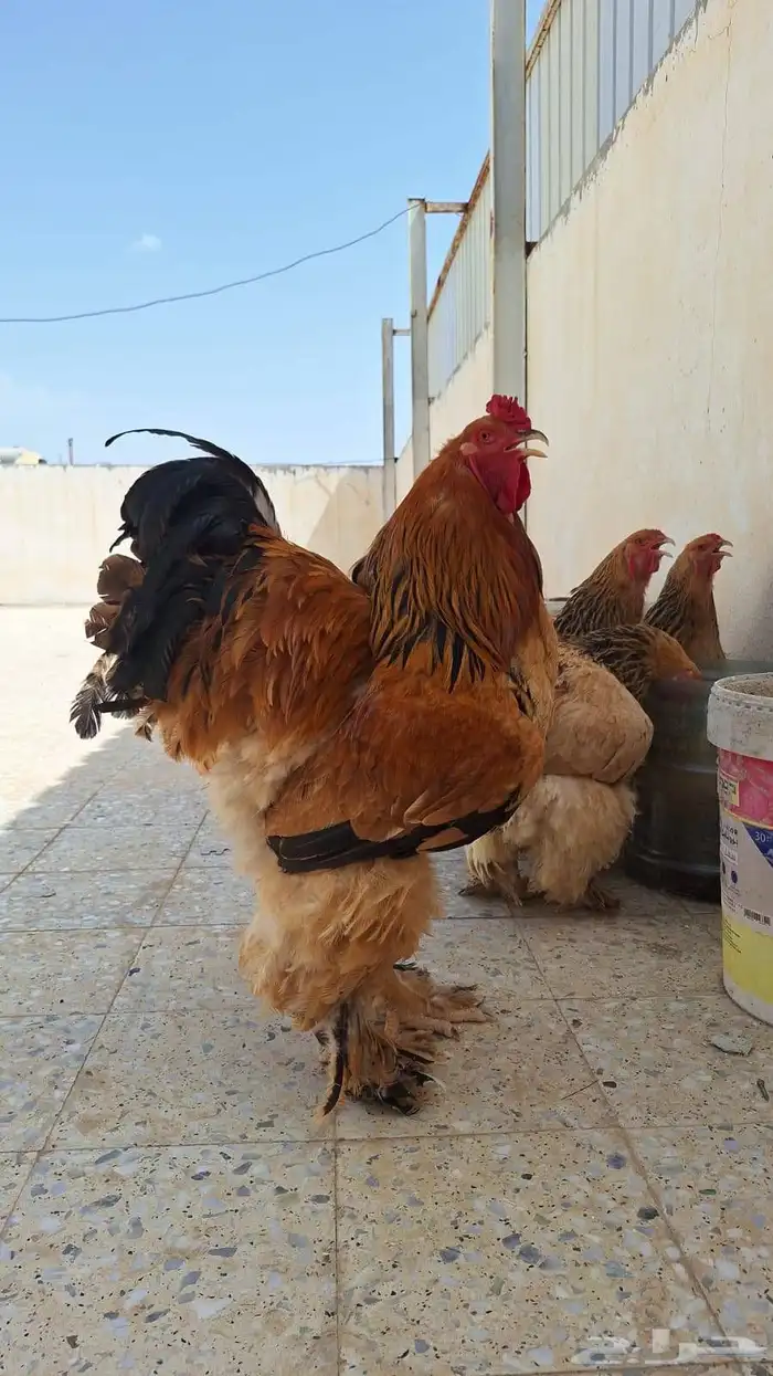 دجاج براهما بوف 7