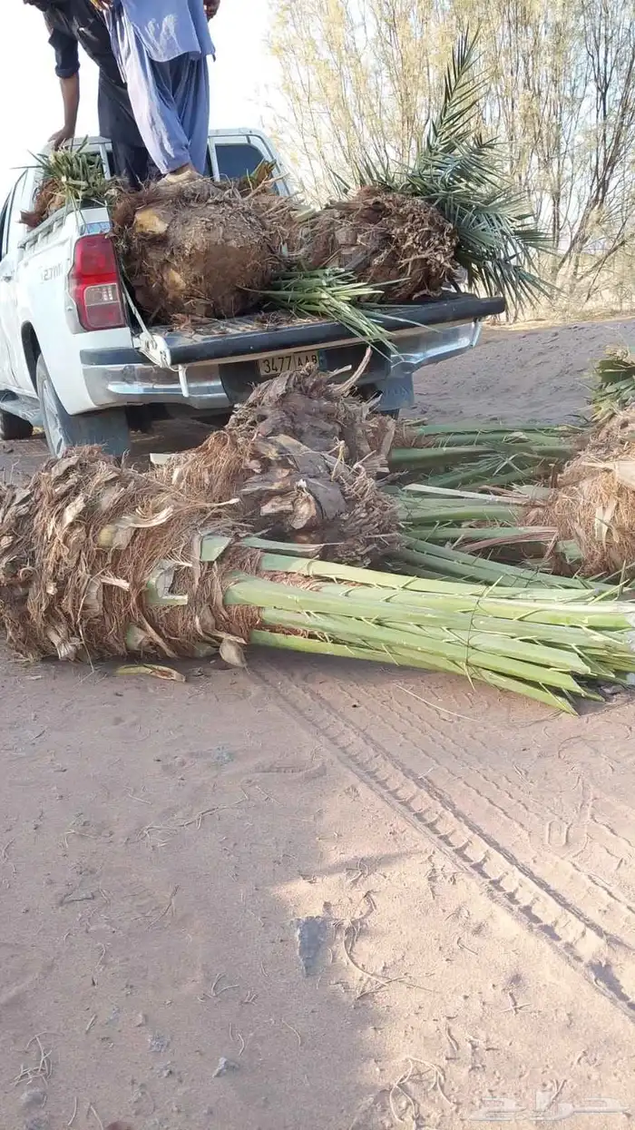 ابو عبدالله لتوريد النخيل 1