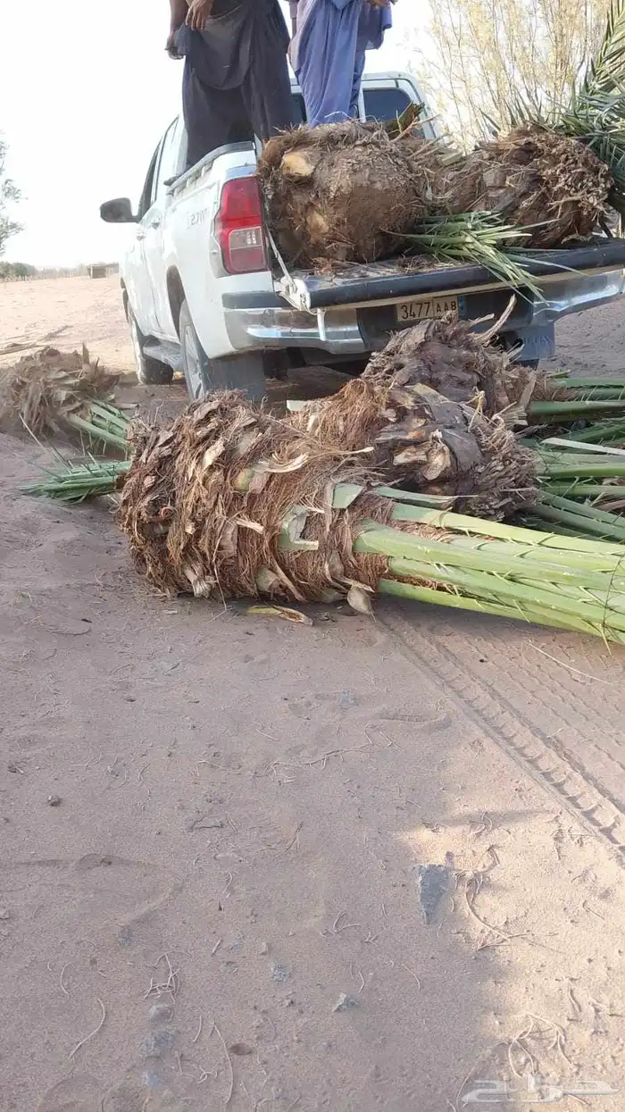 ابو عبدالله لتوريد النخيل 2