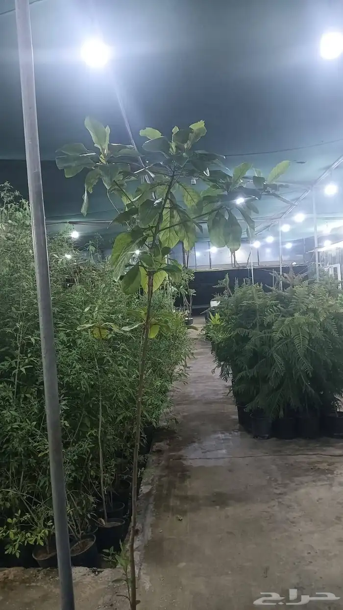 نخيل الأشجار العشب الطبيعي الزهور توريد وتنفيذ 17