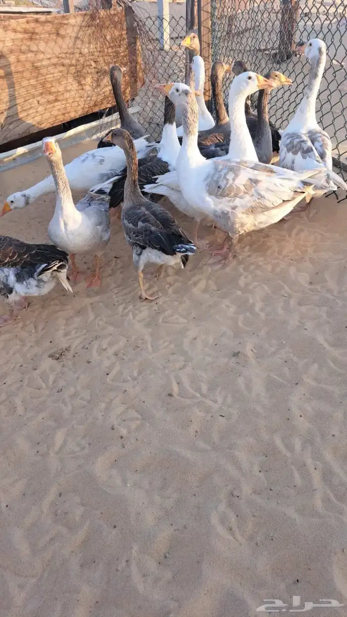 وز هولند ومصري منتج 1