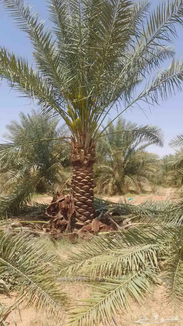 يوجد لدينا جميع انواع النخيل ولاشجار 0