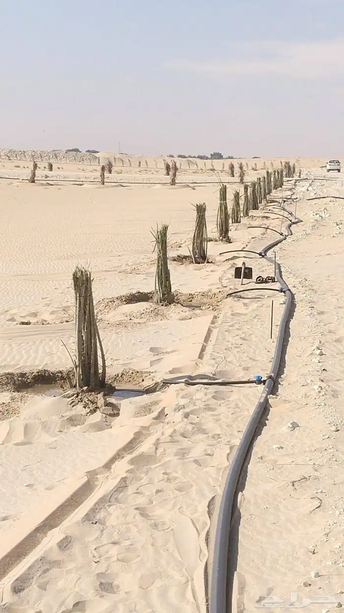 زراعه نخيل 3