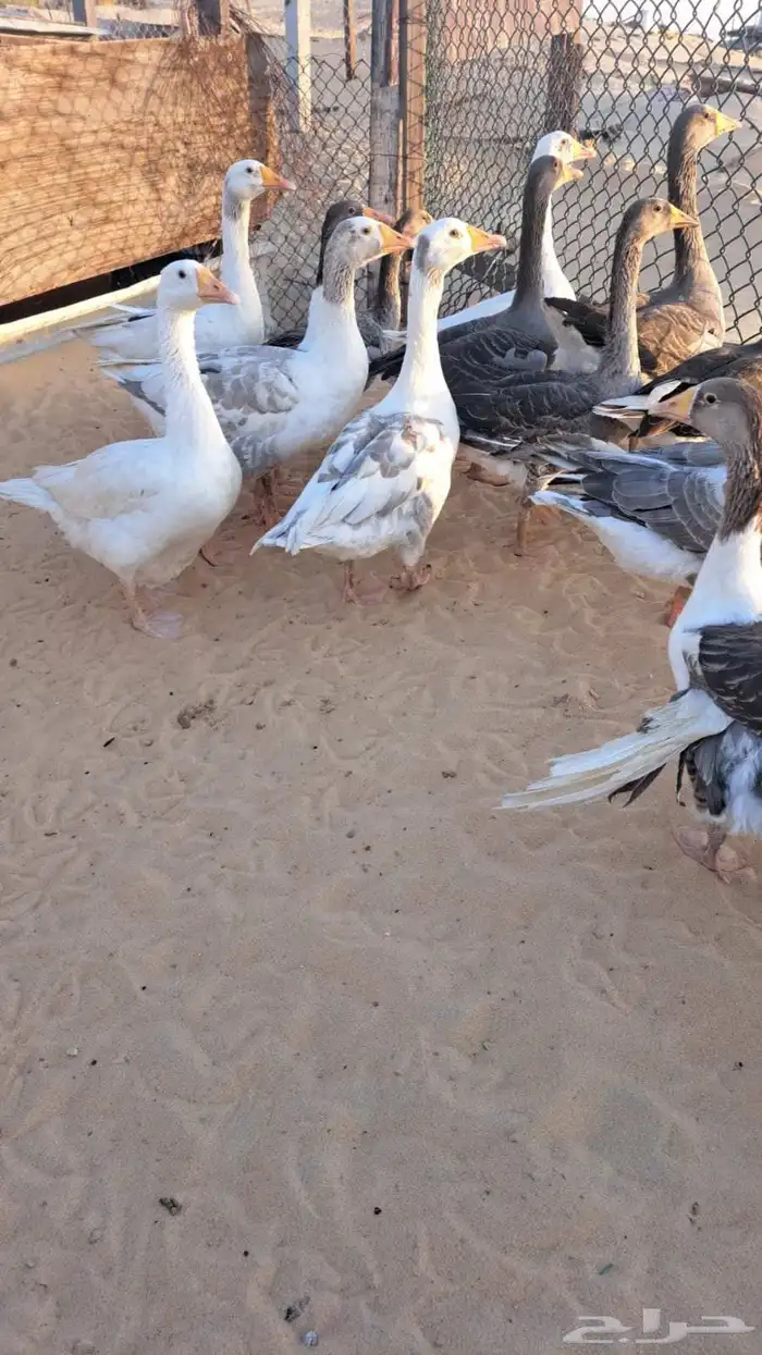 وز هولند ومصري منتج 0