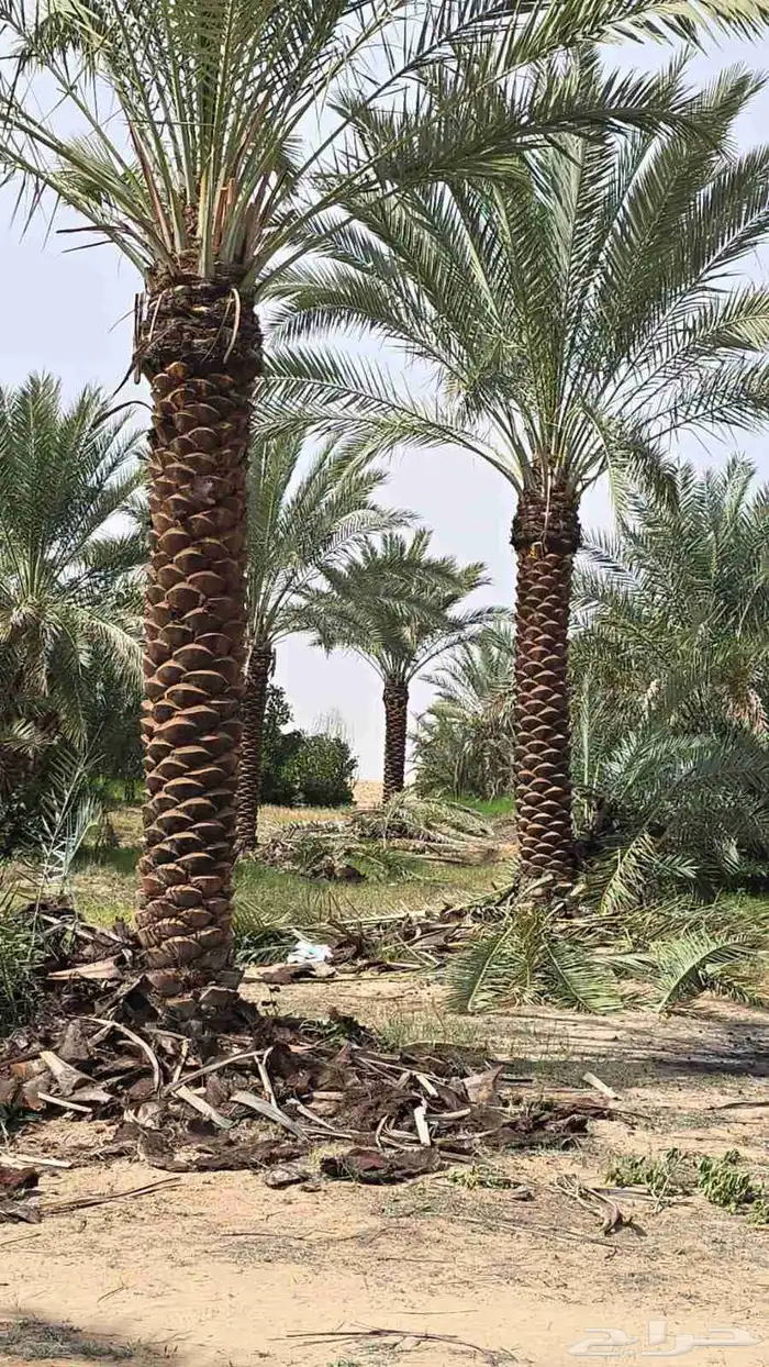 يوجد لدينا جميع انواع انخيل العربي وزينه 7