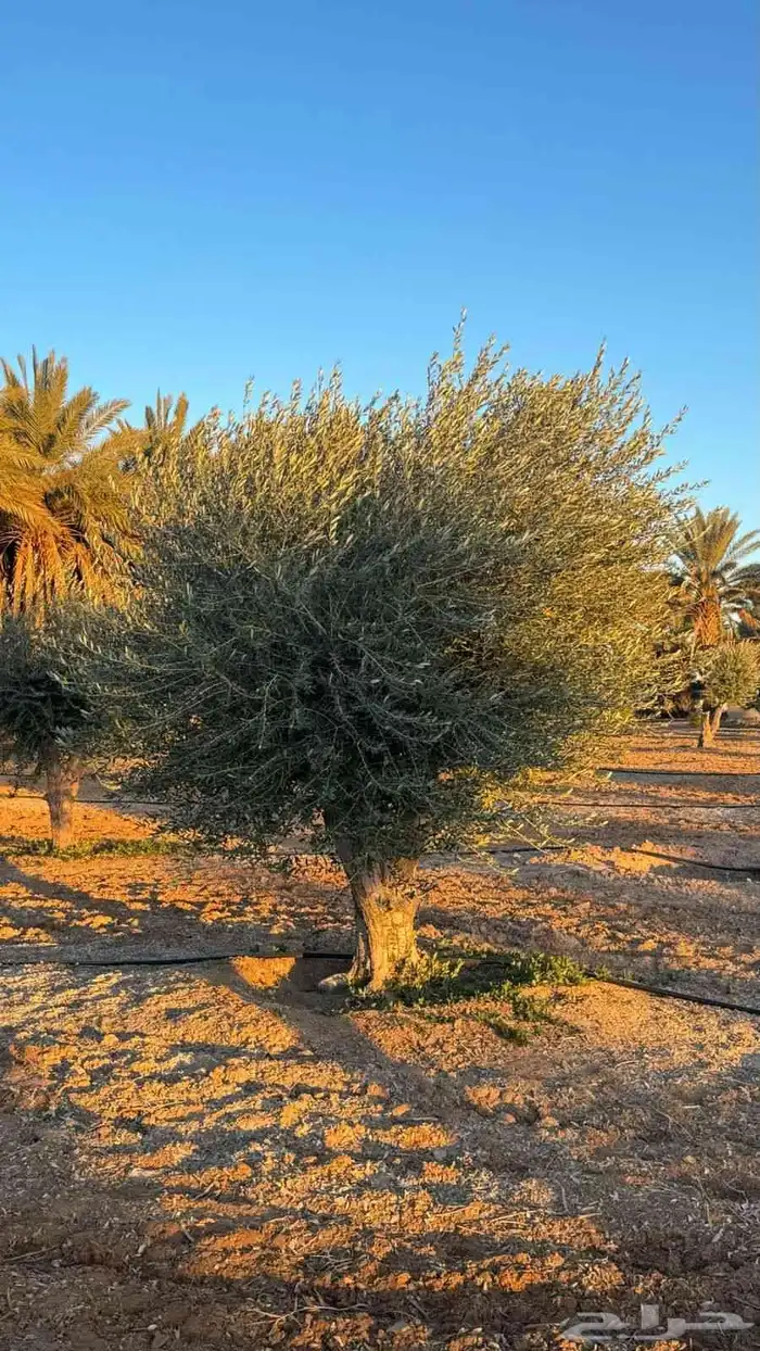 متوفر لدينا جميع انواع الزيتون مجذر ومفرع 2
