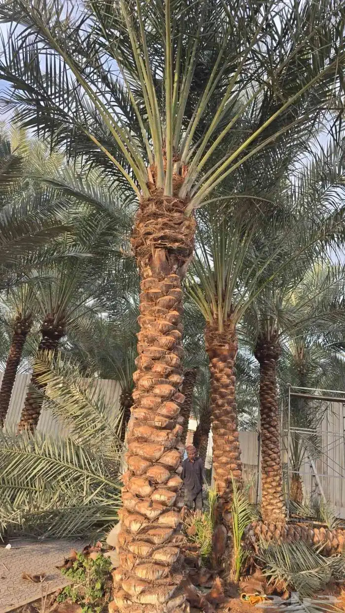 يوجد لدينا جميع انواع انخيل العربي وزينه 3