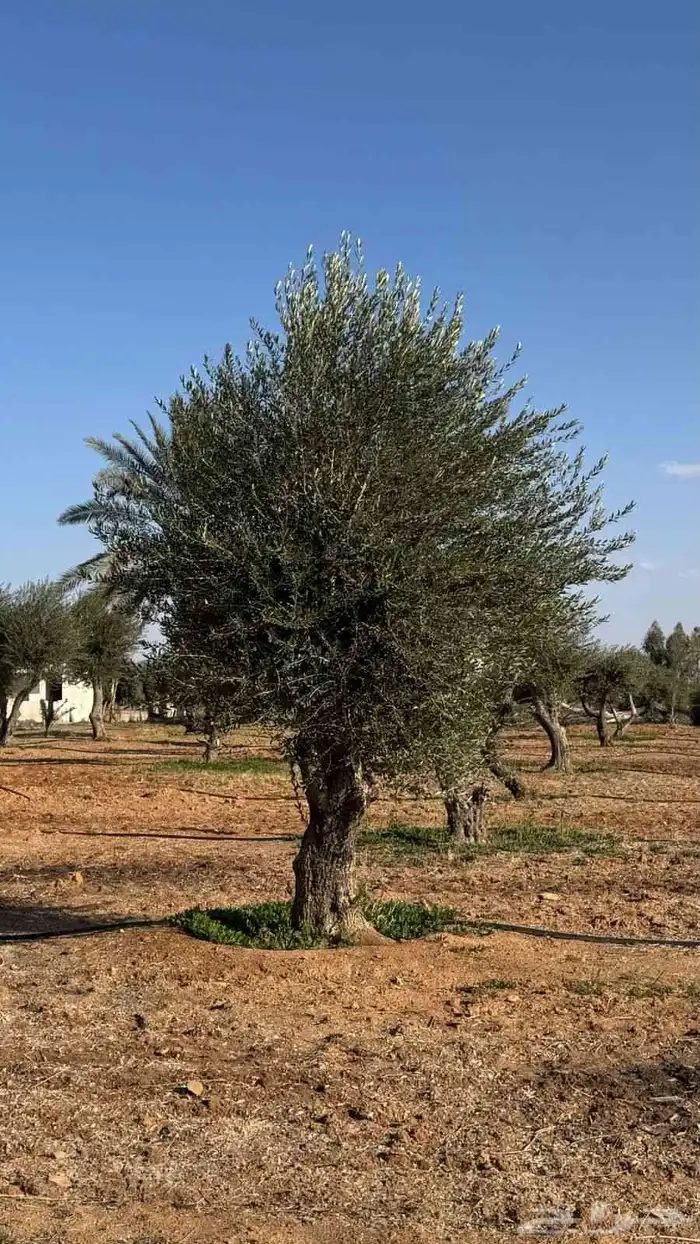 متوفر لدينا جميع انواع الزيتون مجذر ومفرع 9