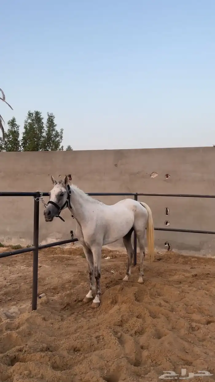 فرس شعبيه من الفواخر الاب اسود ملكي 0