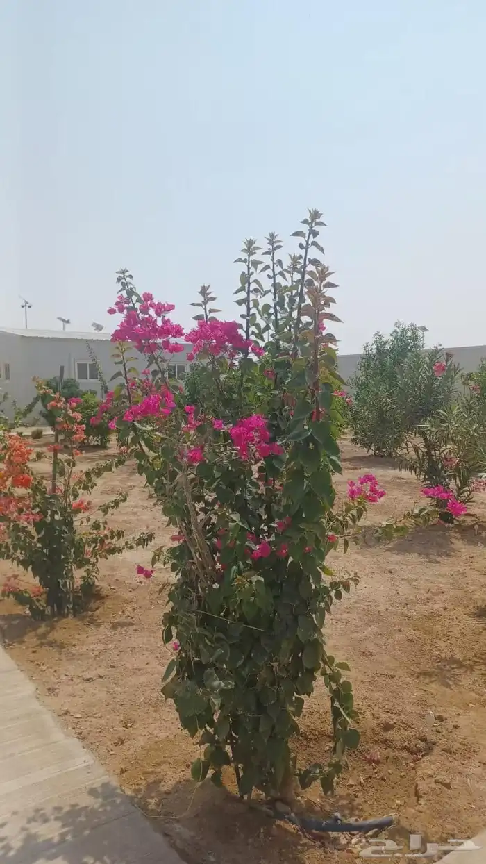 مشتل زراعي 8
