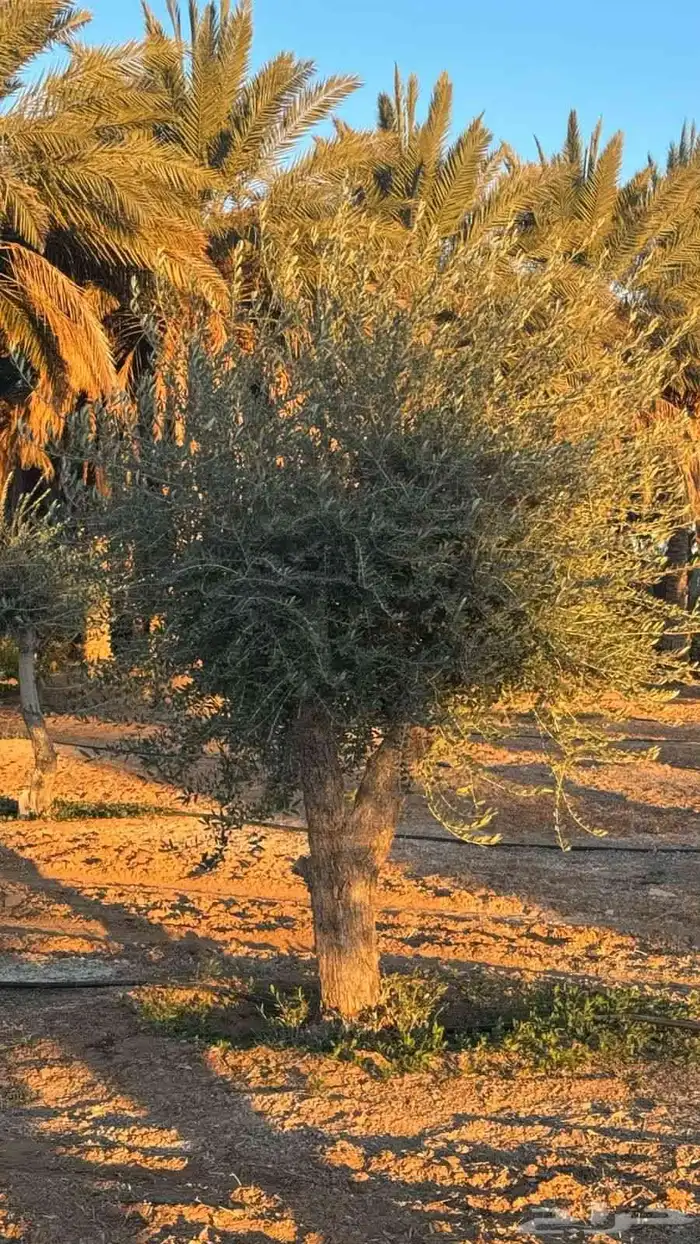 متوفر لدينا جميع انواع الزيتون مجذر ومفرع 7