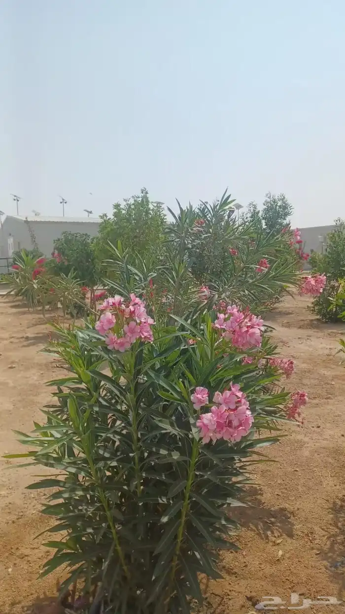 مشتل زراعي 9