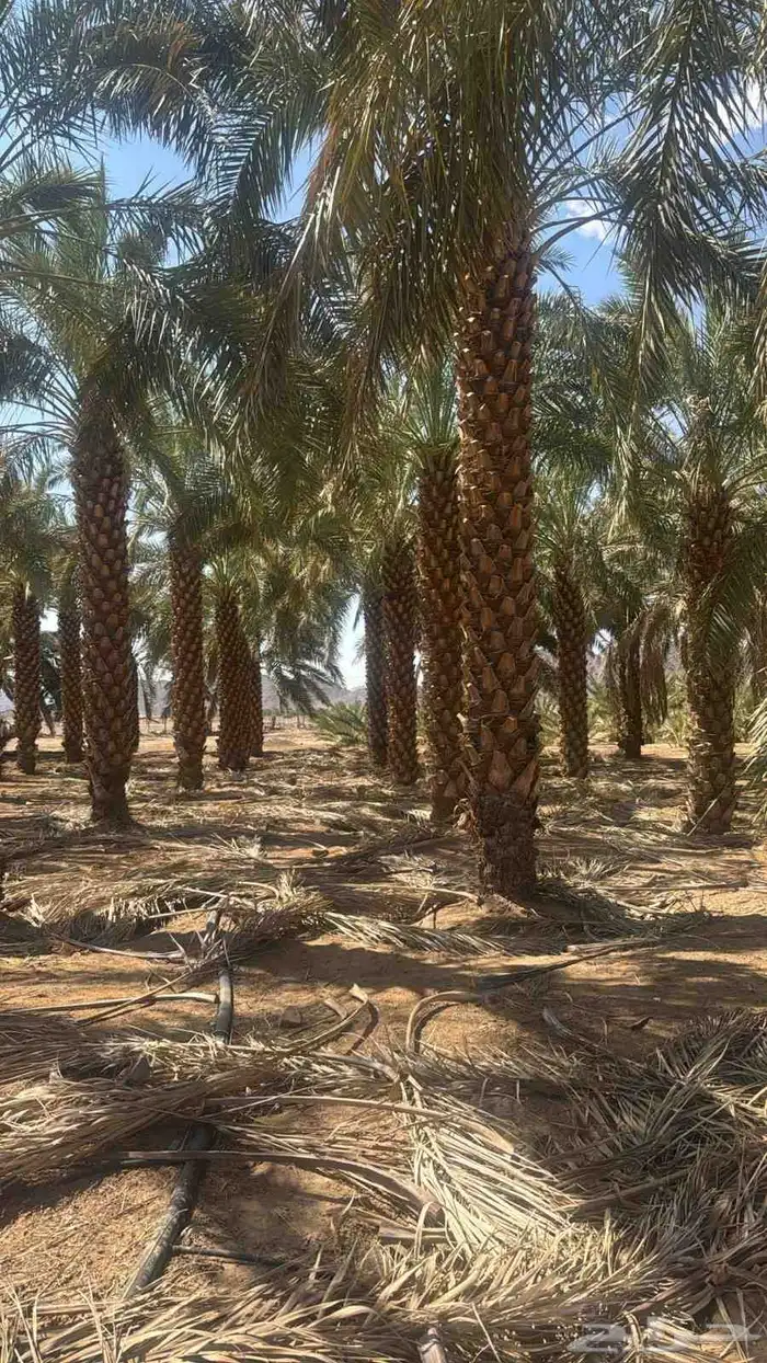 نخل للبيع بجميع نوايعه ومقاساته 1