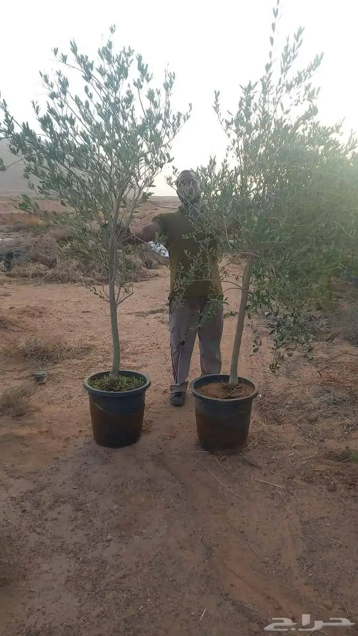 يوجد لدينا جميع انواع النخيل ولاشجار 2