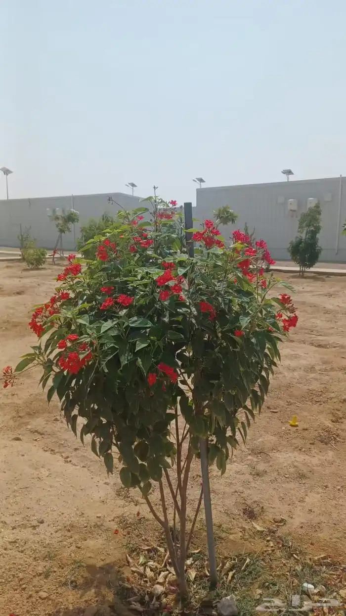 مشتل زراعي 3