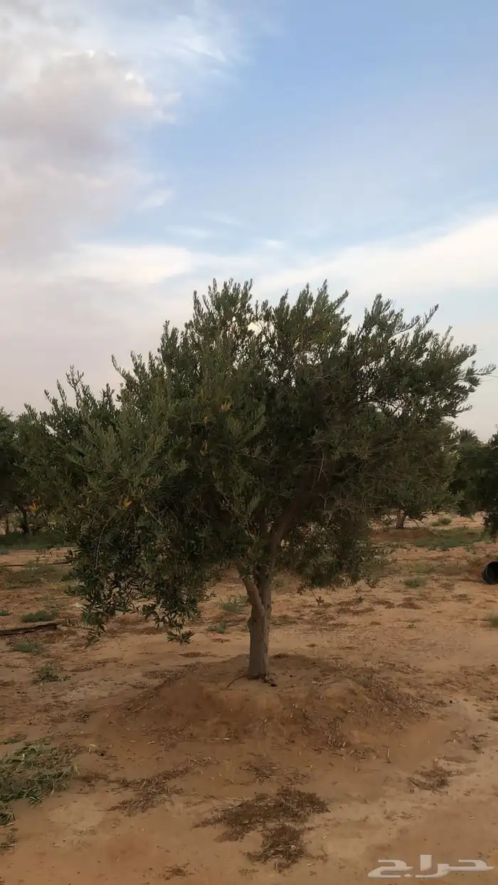 متوفر لدينا جميع انواع الزيتون مجذر ومفرع 0