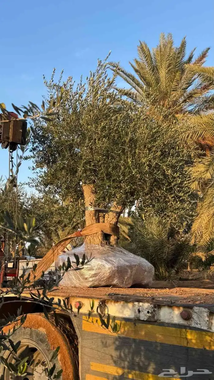 متوفر لدينا جميع انواع الزيتون مجذر ومفرع 1