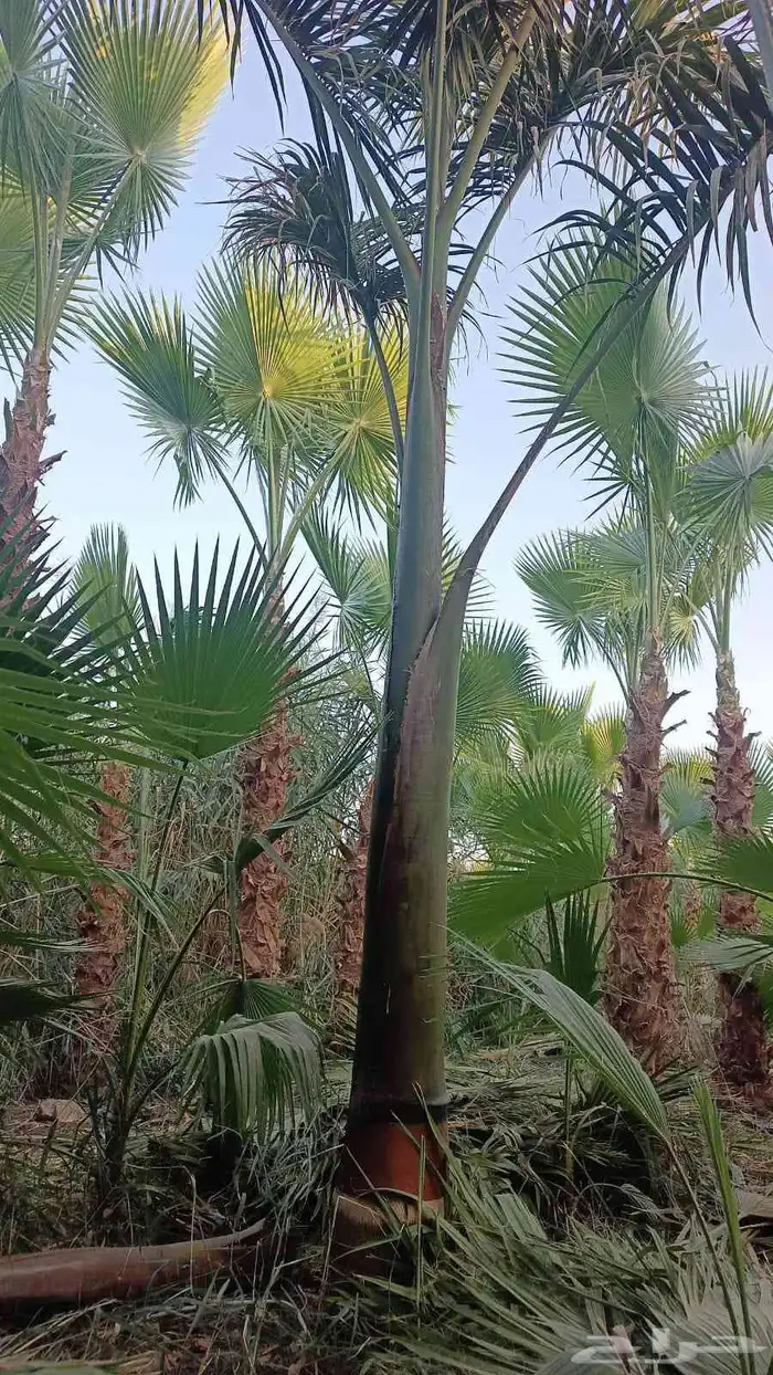 مشتل زراعي 0