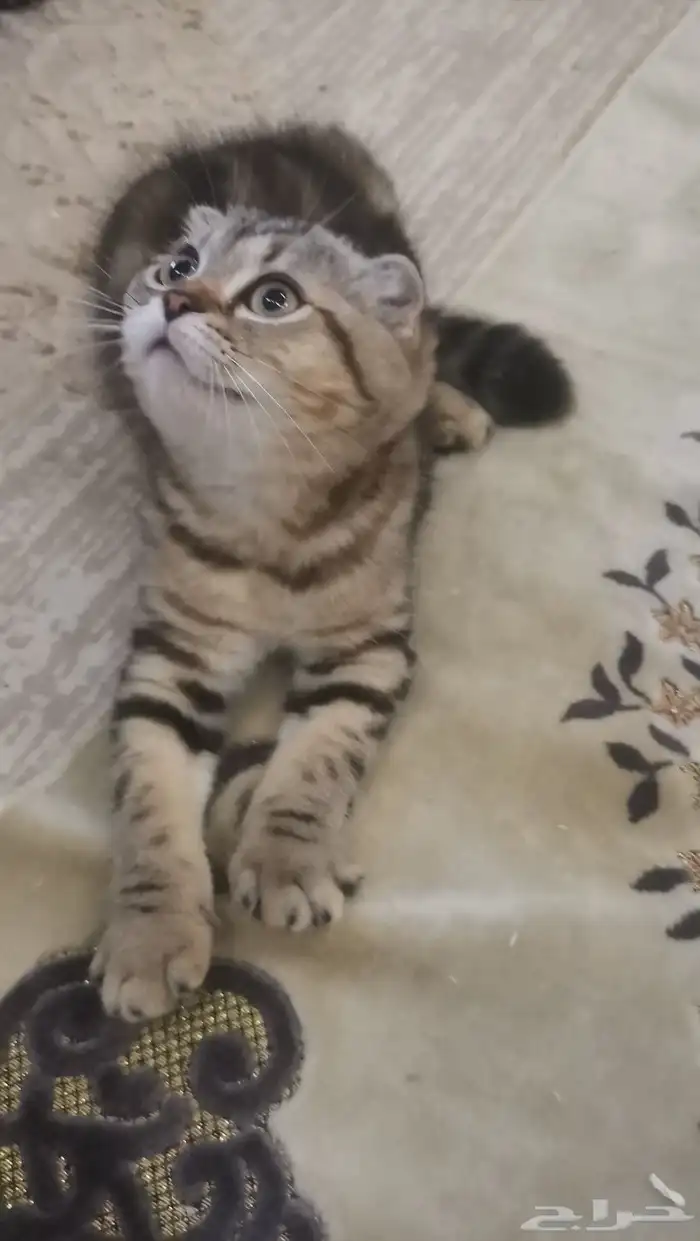 انثى سكوتش 500ريال 2