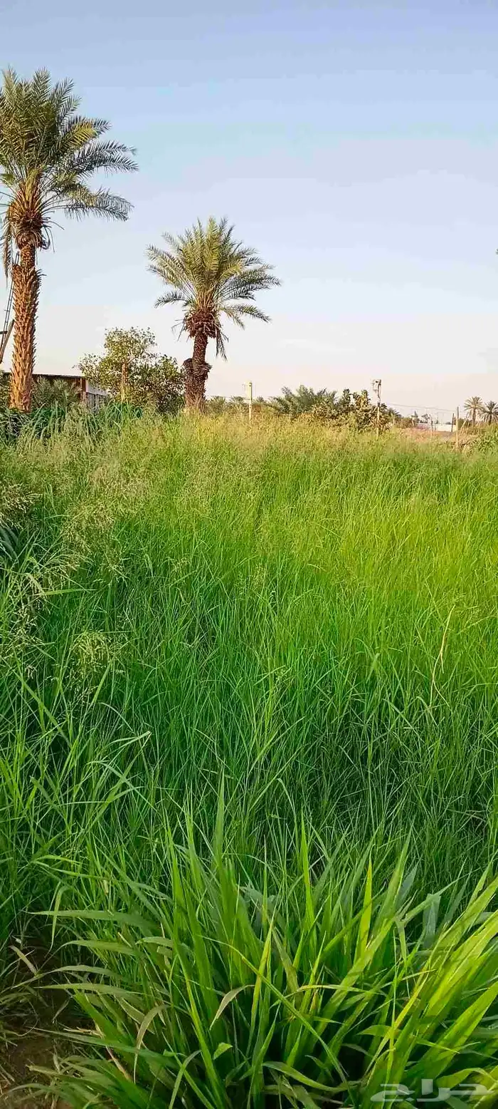 بلوبنك وبونيكام و برسيم للبيع 3
