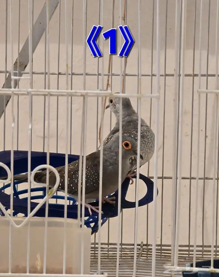 يمام ماسي عدد 4 أزواج منتجة 0