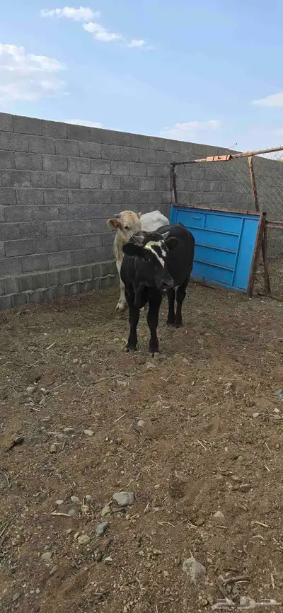 حسلان للبيع مشروكه الماني سويسري والماني هولندي index