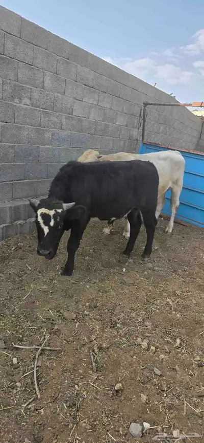 حسلان للبيع مشروكه الماني سويسري والماني هولندي index