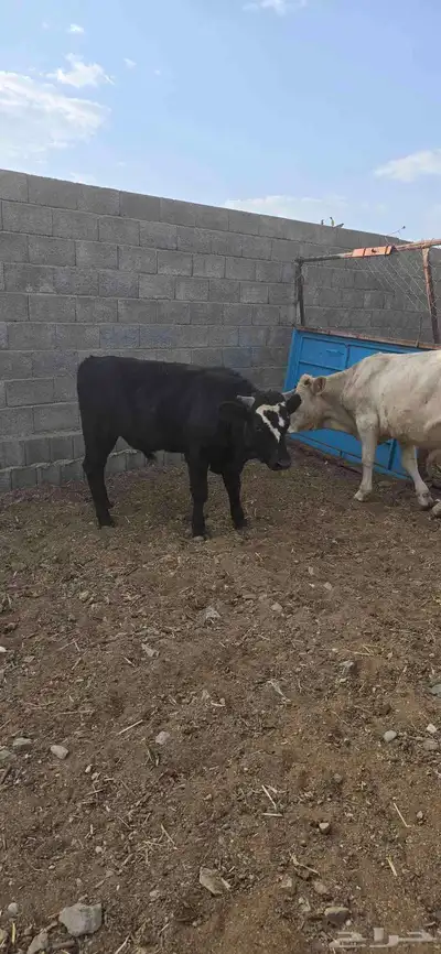 حسلان للبيع مشروكه الماني سويسري والماني هولندي index