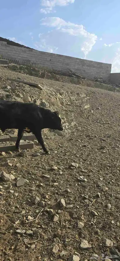 حسلان للبيع مشروكه الماني سويسري والماني هولندي index