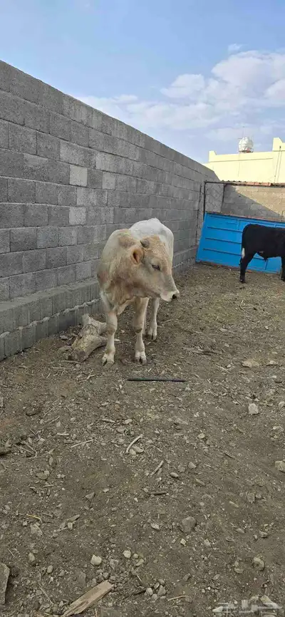 حسلان للبيع مشروكه الماني سويسري والماني هولندي index