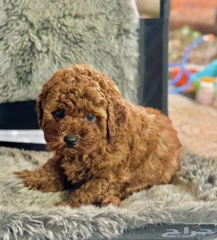 بودل ميني حجم صغير وجميل متوفر جراء 4