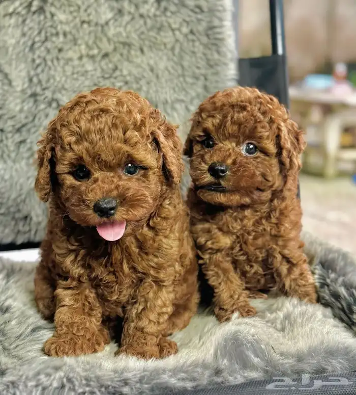 بودل ميني حجم صغير وجميل متوفر جراء 2