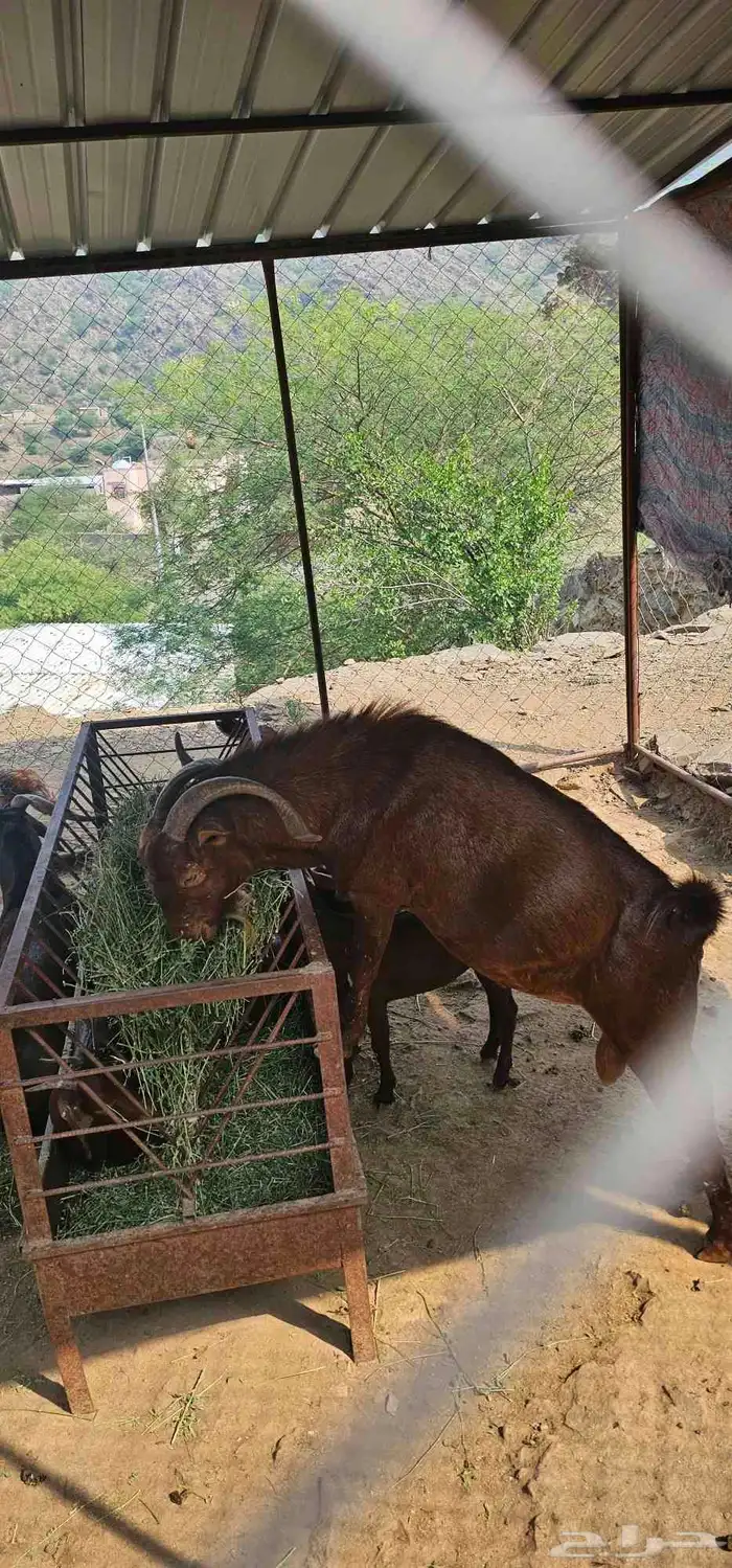 ابها رجال ألمع 0