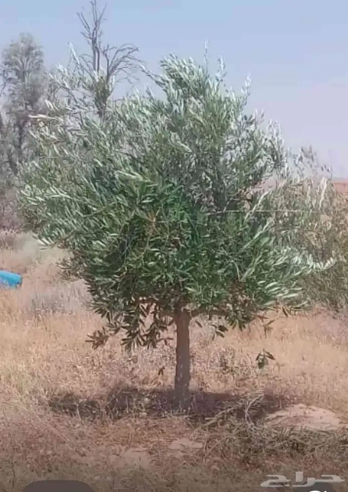 زيتون وشنطوني سرو شجر زيتون 7